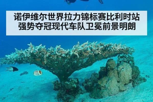 诺伊维尔世界拉力锦标赛比利时站强势夺冠现代车队卫冕前景明朗